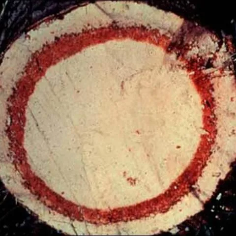 thumbnail for publication: Red Ring Nematode, Bursaphelenchus cocophilus (Cobb) Baujard (Nematoda: Secernentea: Tylenchida: Aphelenchina: Aphelenchoidea: Bursaphelechina) formerly Rhadinaphelenchus cocophilus